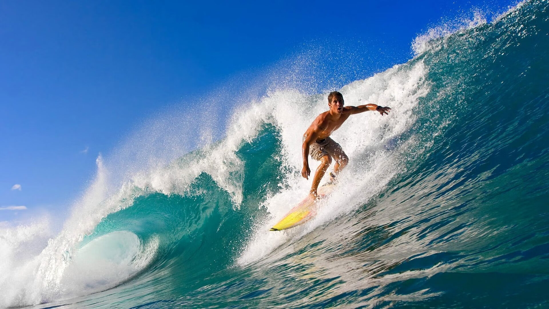 日本马术协会建立马匹基因数据库，促进马匹选育与训练。，日本 马术